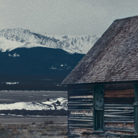 Bison by abandoned house