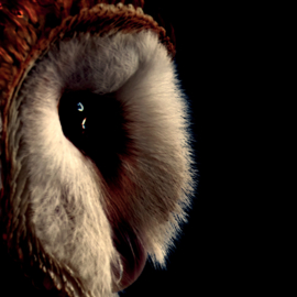 Barn owl by night