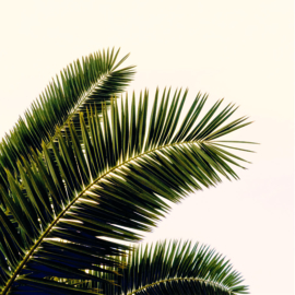 Palm leaves