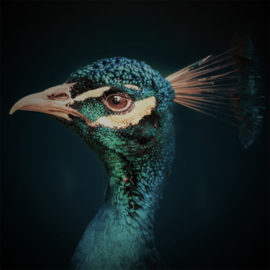 Peacock, vintage edition