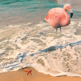 Flamingo op het strand