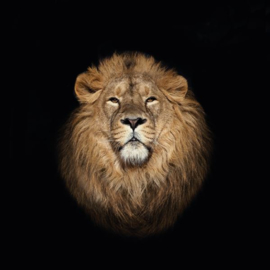Portret van een leeuw tegen zwarte achtergrond
