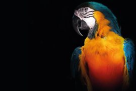 Macaw parrot