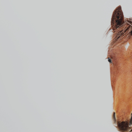 Wild paard in natuurlijke omgeving