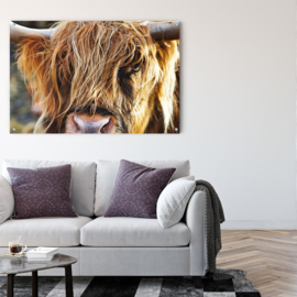 Schotse hooglander op aluminium dibond, 100x65cm met ophangsysteem