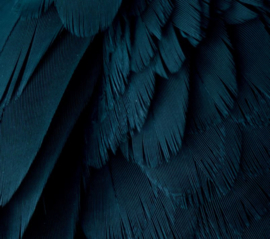 Blauwe ara met vintage kleurstelling