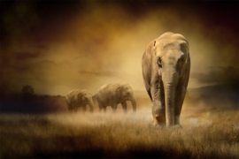 Kudde olifanten in de avond