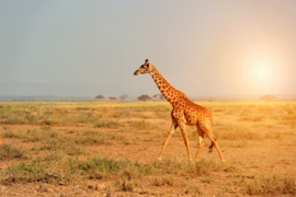Giraffe bij zonsondergang