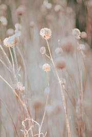 Bloeiend gras bij ondergaande zon (schilderij botanisch)