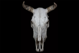 Bull skull