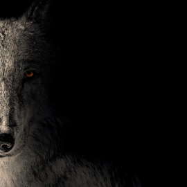 Portret van een wolf tegen zwarte achtergrond