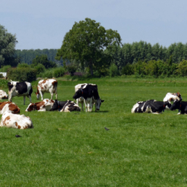 Tuinposter doorkijk naar weiland