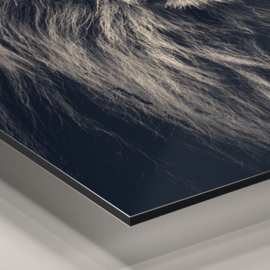 Lion couple 180x130 op aluminium dibond