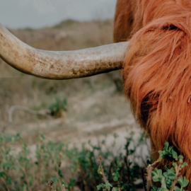 Schotse hooglander in natuurlijke omgeving