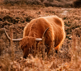 Schotse hooglander bij herfst