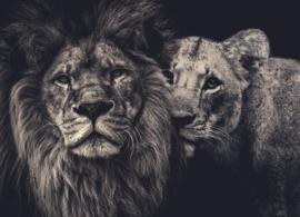 Lion couple 180x130 op aluminium dibond