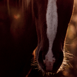 Paard tegen ondergaande zon