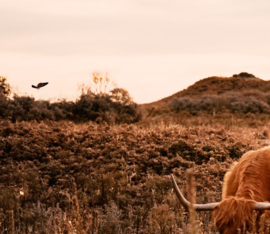 Schotse hooglander bij herfst