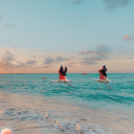 Flamingo op het strand