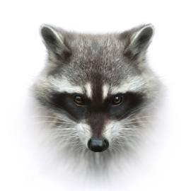 Raccoon