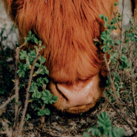 Schotse hooglander in natuurlijke omgeving