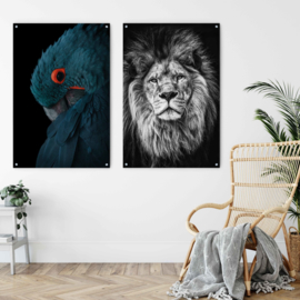Dubbelzijdige kunst: Alpha lion met de prachtige blauwe Ara