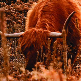 Tuinposter doorkijk naar de heide