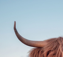 Highland cattle