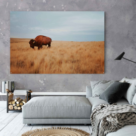 Bison in natuurlijke leefomgeving