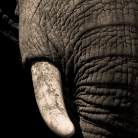 Dark elephant (double exposure)