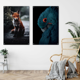 Dubbelzijdige kunst: Night fox met de prachtige blauwe Ara