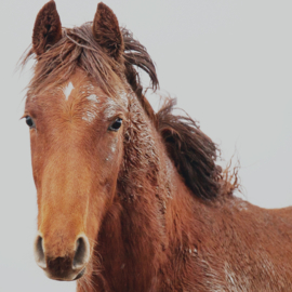 Wild paard in natuurlijke omgeving