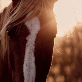 Paard tegen ondergaande zon