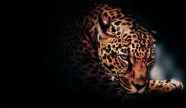 Dark Jaguar