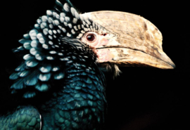 Hornbill