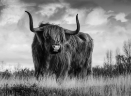 Tuinposter Schotse hooglander in zwart wit