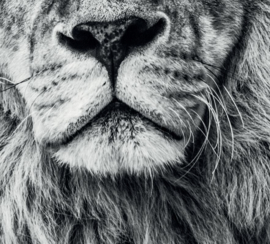 Alpha lion op geborsteld staal 110x73cm zonder ophangsysteem