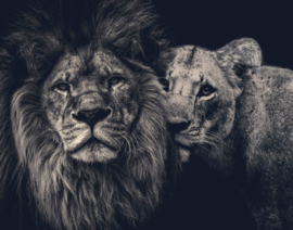 Lion couple op aluminium dibond, 140x110cm zonder ophangsysteem