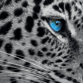 Panter met blauwe ogen