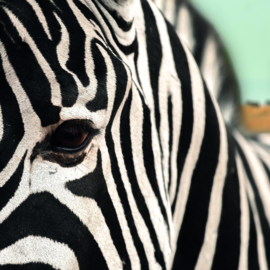 Zebra close up in natuurlijke omgeving