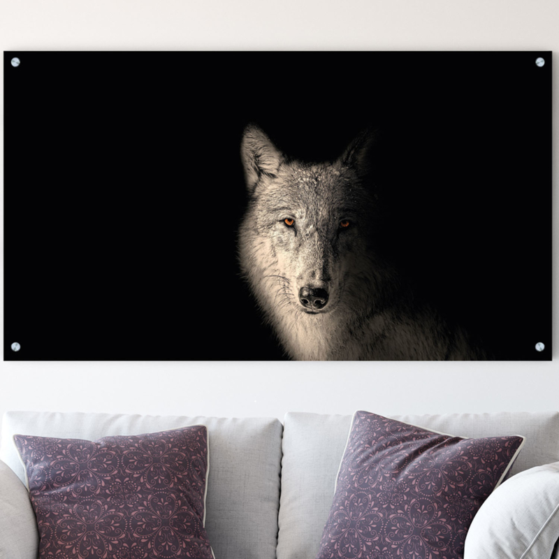 Portret van een wolf tegen zwarte achtergrond