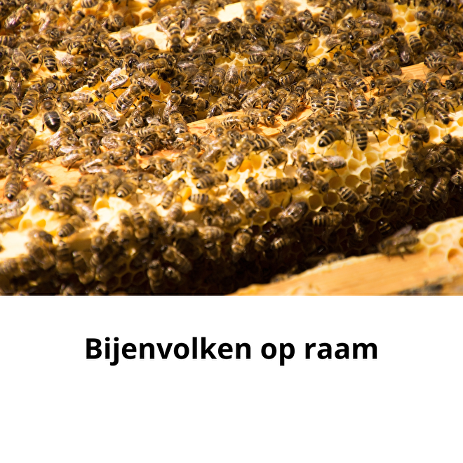 Bijenvolk op raam kopen
