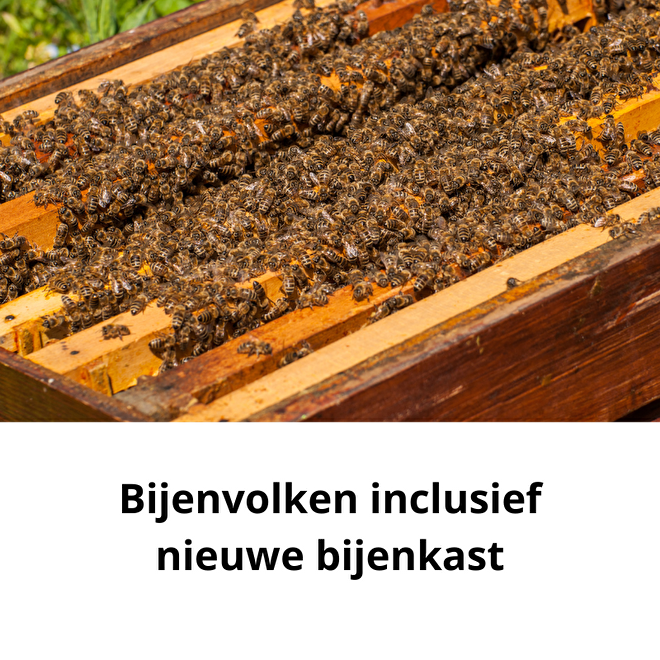 Bijenvolk en bijenkast kopen