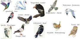 Welke vogel hoort bij jouw sterrenbeeld?