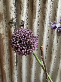 Purple pluk