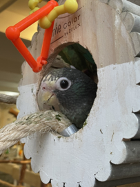 Pionus senilis