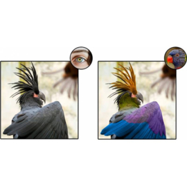 Bird Sun UV-Lamp 70W