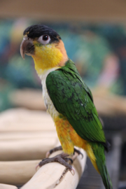 Zwartkop en Roestkop  Caique baby's