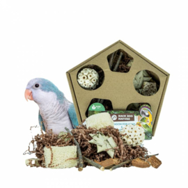 Pentagon Foraging & Play Box