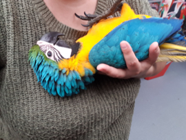 Blauw gele ara's